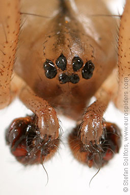 Misty ground-weaver Lepthyphantes nebulosus