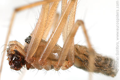Misty ground-weaver Lepthyphantes nebulosus