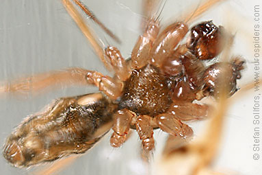 - Leptyphantes nebulosus