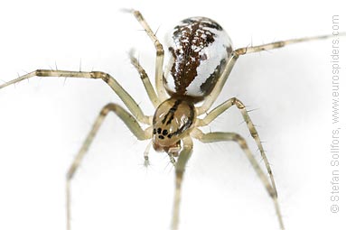 Common hammock-weaver Linyphia triangularis