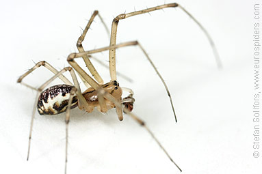 Common hammock-weaver Linyphia triangularis