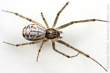 Common hammock-weaver Linyphia triangularis