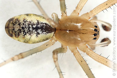 Common hammock-weaver Linyphia triangularis