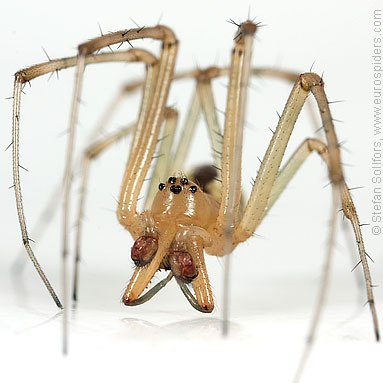 Common hammock-weaver Linyphia triangularis