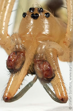 Common hammock-weaver Linyphia triangularis