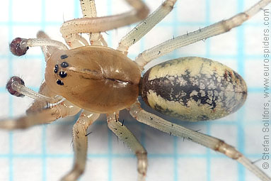 Common hammock-weaver Linyphia triangularis