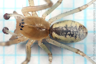 Common hammock-weaver Linyphia triangularis