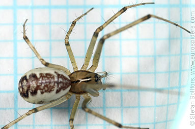 Common hammock-weaver Linyphia triangularis