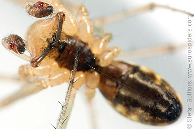 Common hammock-weaver Linyphia triangularis