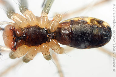 Common hammock-weaver Linyphia triangularis