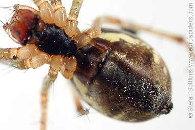 Common hammock-weaver Linyphia triangularis