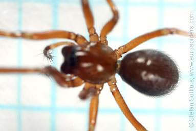 Winter litter-spider Macrargus rufus