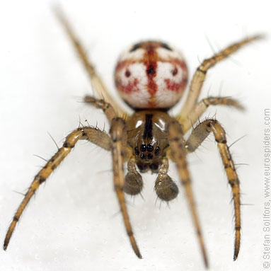 Cricket-bat orb weaver Mangora acalypha