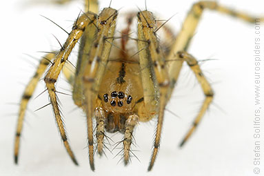 Cricket-bat orb weaver Mangora acalypha