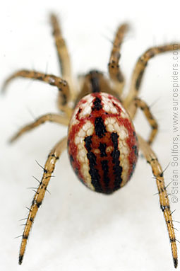 Cricket-bat orb weaver Mangora acalypha