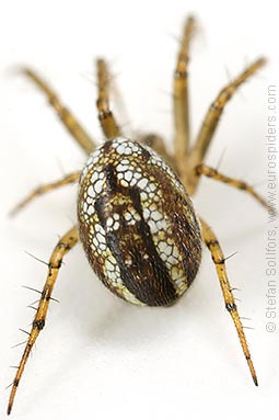 Cricket-bat orb weaver Mangora acalypha