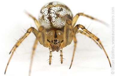 Cricket-bat orb weaver Mangora acalypha