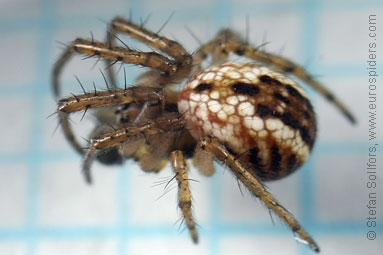 Cricket-bat orb weaver Mangora acalypha