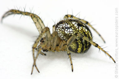 Cricket-bat orb weaver Mangora acalypha