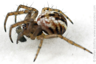 Cricket-bat orb weaver Mangora acalypha