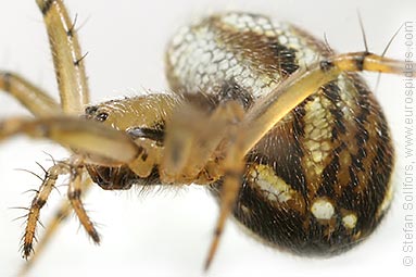 Cricket-bat orb weaver Mangora acalypha