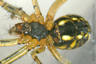 Cricket-bat orb weaver Mangora acalypha