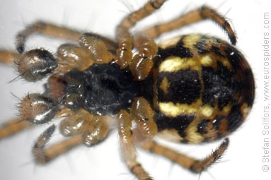 Cricket-bat orb weaver Mangora acalypha