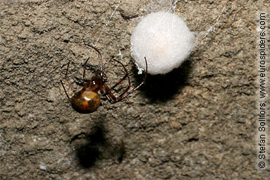European cave spider Meta menardi