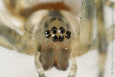 - Metellina mengei