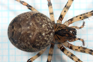 - Metellina merianae