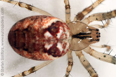 Autumn spider Metellina segmentata