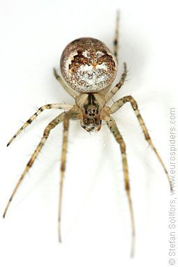 Autumn spider Metellina segmentata