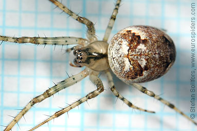 Autumn spider Metellina segmentata