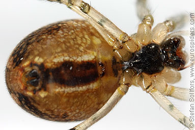 Autumn spider Metellina segmentata