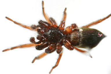 Sand ant-spider Micaria silesiaca