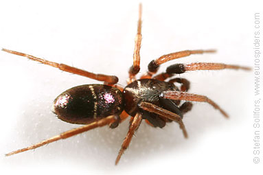 Sand ant-spider Micaria silesiaca