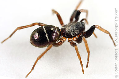 Glossy ant-spider Micaria pulicaria