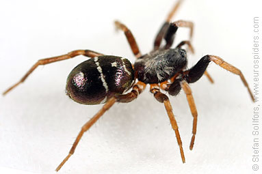 Glossy ant-spider Micaria pulicaria