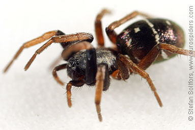 Glossy ant-spider Micaria pulicaria