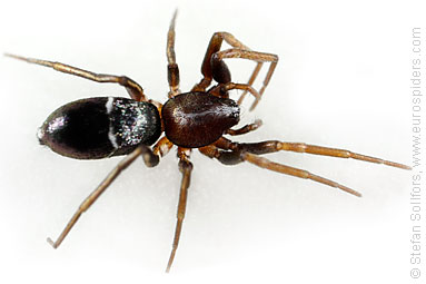 Pine-tree ant-spider Micaria subopaca