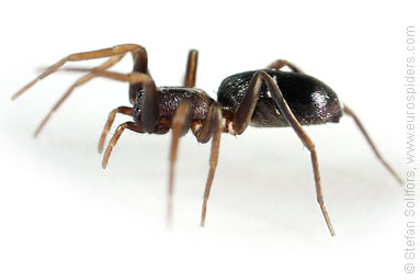 Pine-tree ant-spider Micaria subopaca