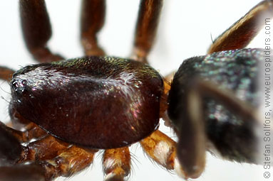 Pine-tree ant-spider Micaria subopaca