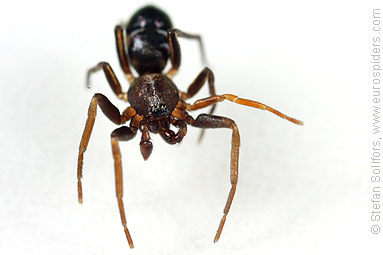 Pine-tree ant-spider Micaria subopaca