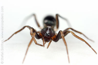 Pine-tree ant-spider Micaria subopaca