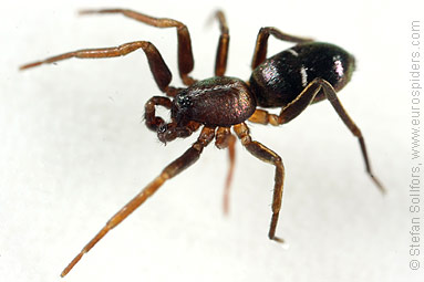 Pine-tree ant-spider Micaria subopaca