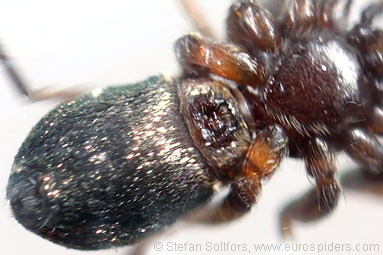 Pine-tree ant-spider Micaria subopaca