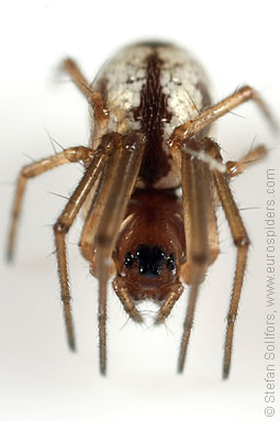 Small hanky-weaver Microlinyphia pusilla