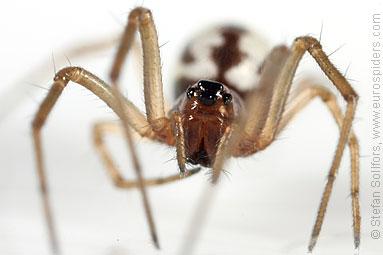 Small hanky-weaver Microlinyphia pusilla