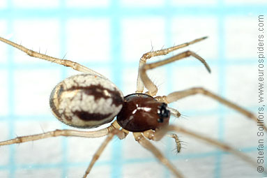 Small hanky-weaver Microlinyphia pusilla