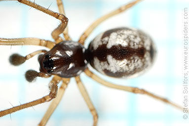 Small hanky-weaver Microlinyphia pusilla